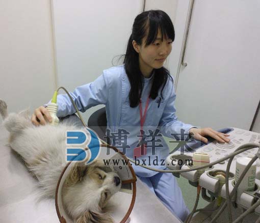 小动物B超